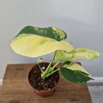 Monstera Deliciosa Aurea – 12cm Pot (#5)