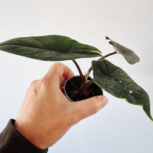 Alocasia Scalprum Rare Houseplant 6cm pot