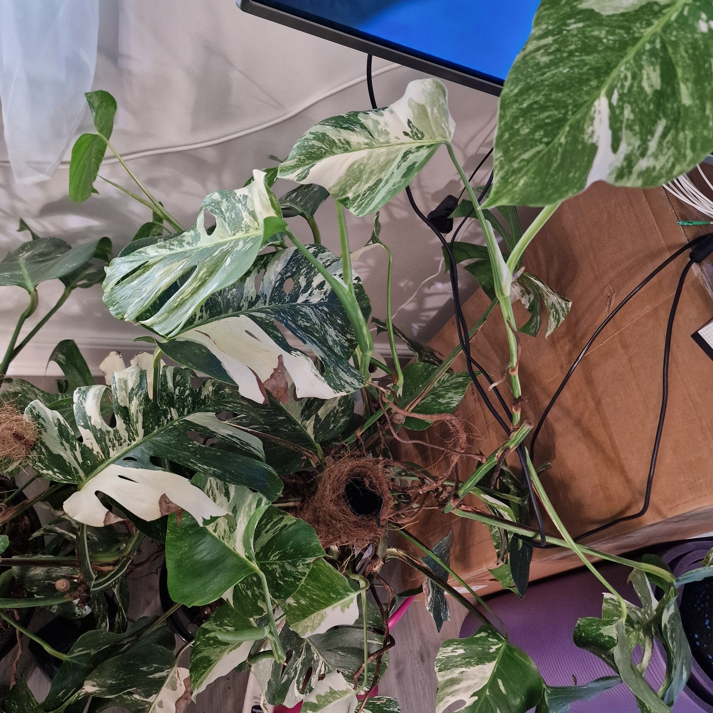 Monstera Albo Good Variegation Middle Cutting