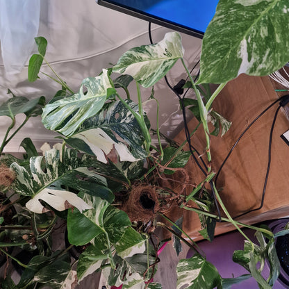 Monstera Albo Good Variegation Middle Cutting