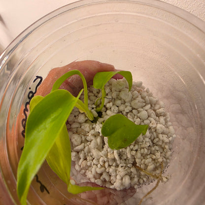 Monstera Lemon Lime – Exact Plant (1) See Description