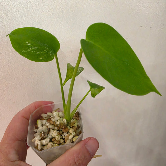 Monstera Devil Monster – Lightly Variegated / Speckled – Exact Plant (L3)
