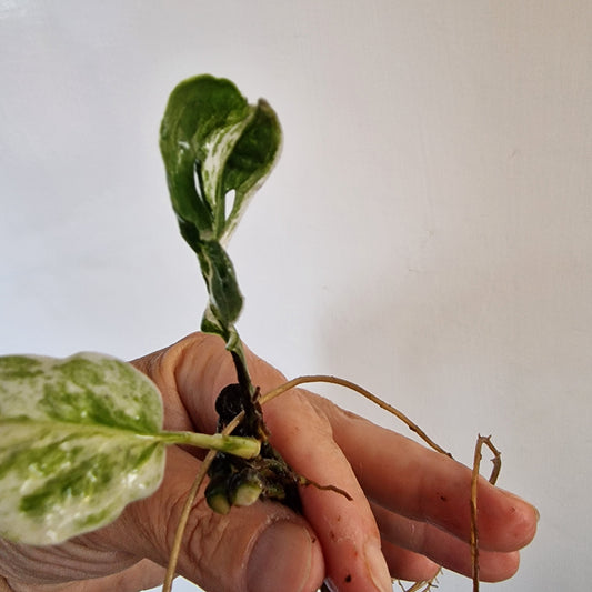 Monstera Frozen Freckle Top Cutting rooting  in Water