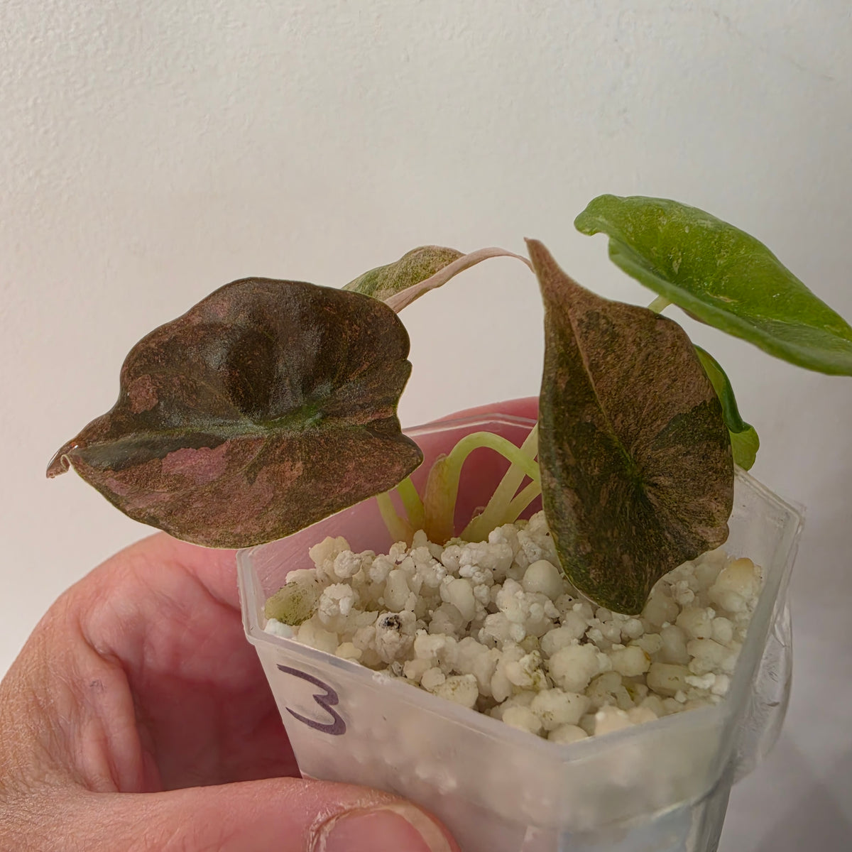 Alocasia Cuprea ‘Pink Spot’ Variegated – Established | Exact Plant #3