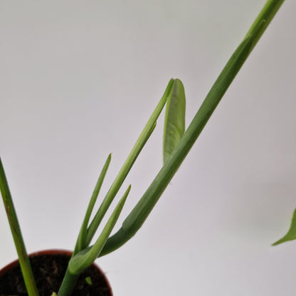 Monstera Obliqua Yasuni Rare Houseplant 9cm pot (2)