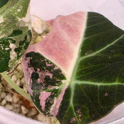 Alocasia Black Vevet Pink Variegata Tissue Culture 🌸 see description