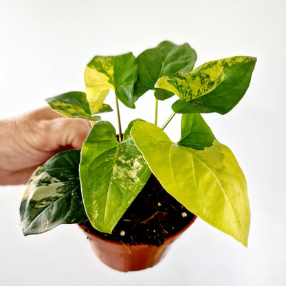 Syngonium Aurea multiple Houseplants in each 14cm pot (2)