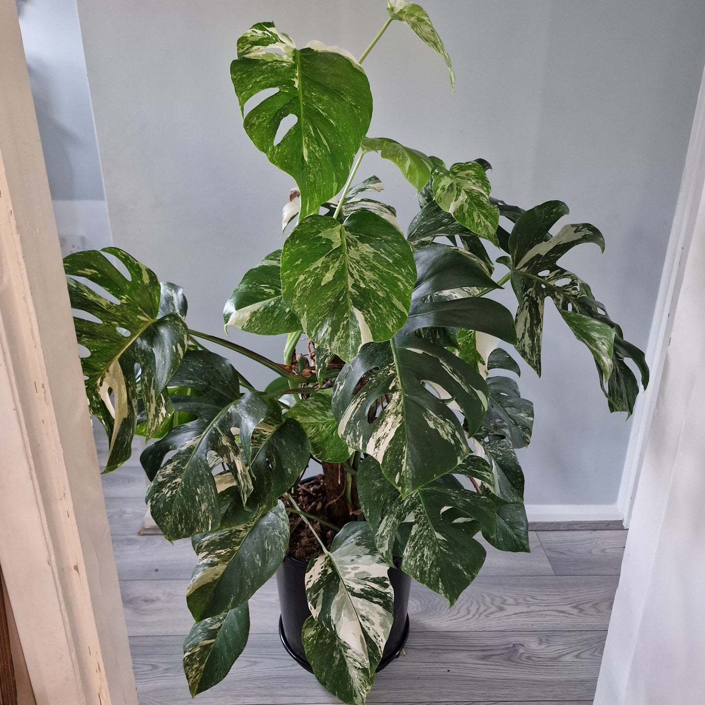 Monstera Albo approx 10 Plants in the 30cm Pot - 130cm tall collection only.