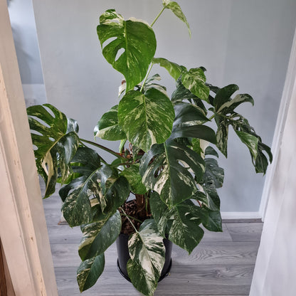 Monstera Albo approx 10 Plants in the 30cm Pot - 130cm tall collection only.