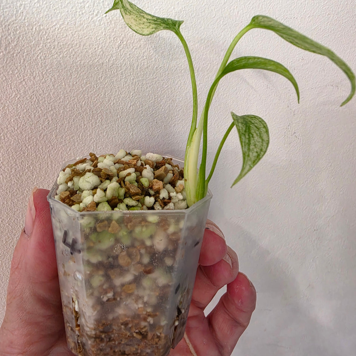 Monstera Deliciosa Thai Mint – Exact Plant #4