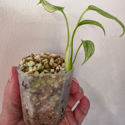 Monstera Deliciosa Thai Mint – Exact Plant #4