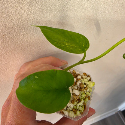 Monstera Devil Monster – Lightly Variegated / Speckled – Exact Plant (L5)