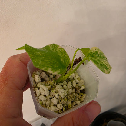 Monstera Mint China’s Version – Exact Plant No. 9 - See Description