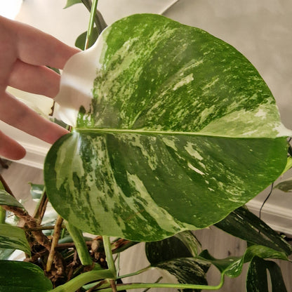Monstera Albo – 2-Leaf Top Cutting