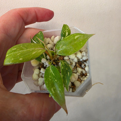 Philodendron Gloriosum No. 2 Variegated