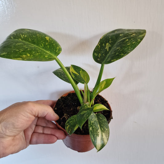 Philodendron Green Congo Hybrid Rare Houseplant 10.5cm pot