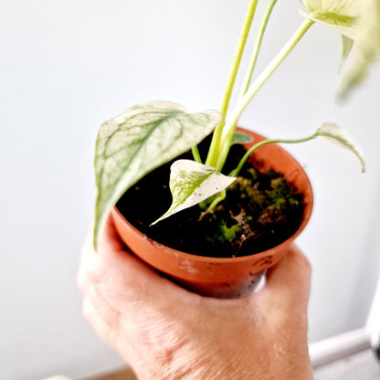 Monstera Deliciosa Mint Variegata Rare Houseplant 10.5cm pot (3)
