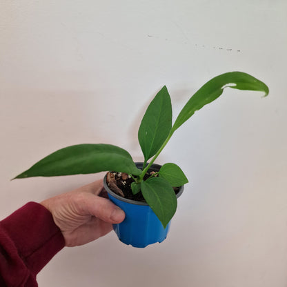 Anthurium Vittarifolium Rare Houseplant 9cm pot #2