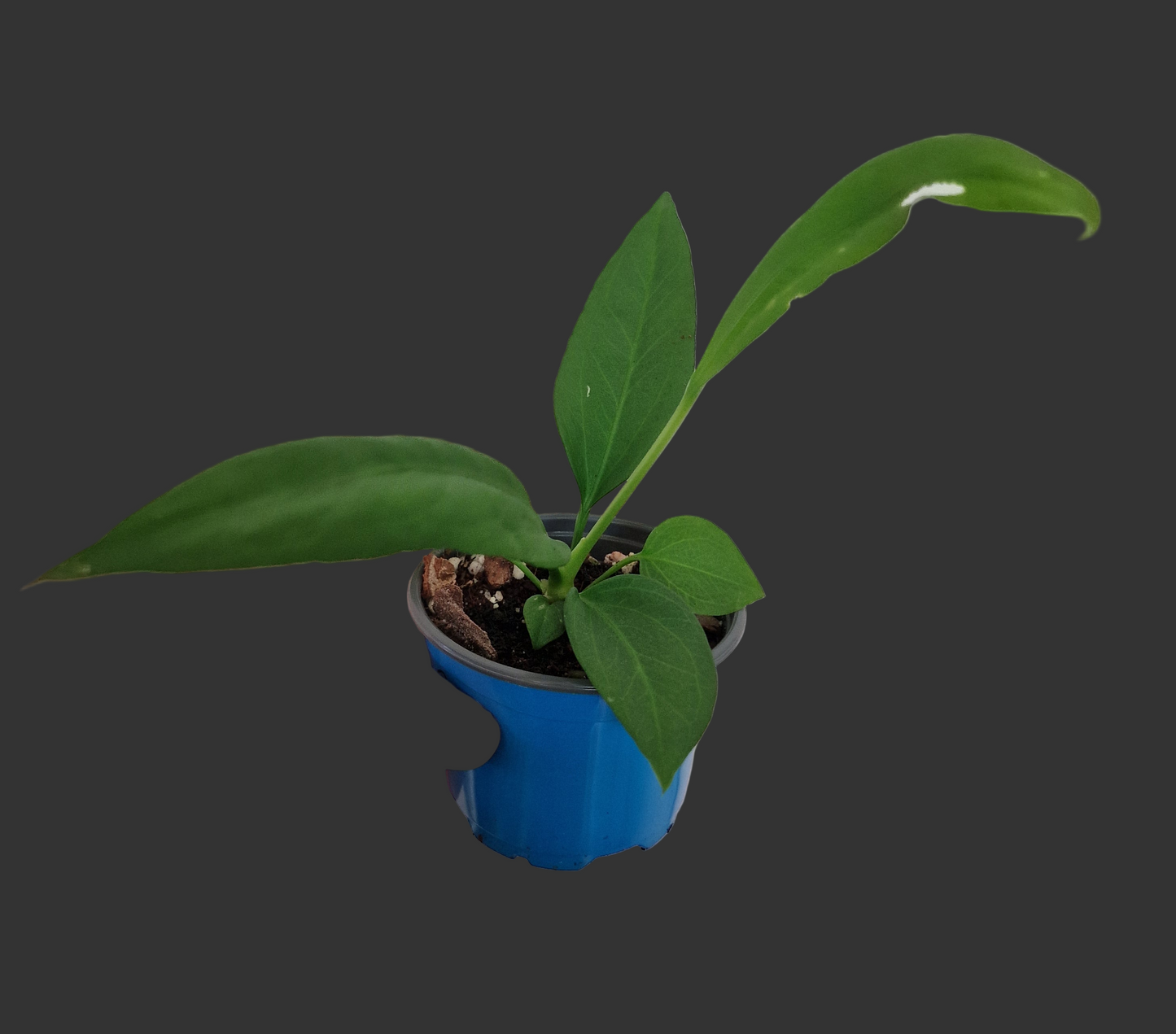 Anthurium Vittarifolium Rare Houseplant 9cm pot #2