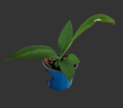 Anthurium Vittarifolium Rare Houseplant 9cm pot #2