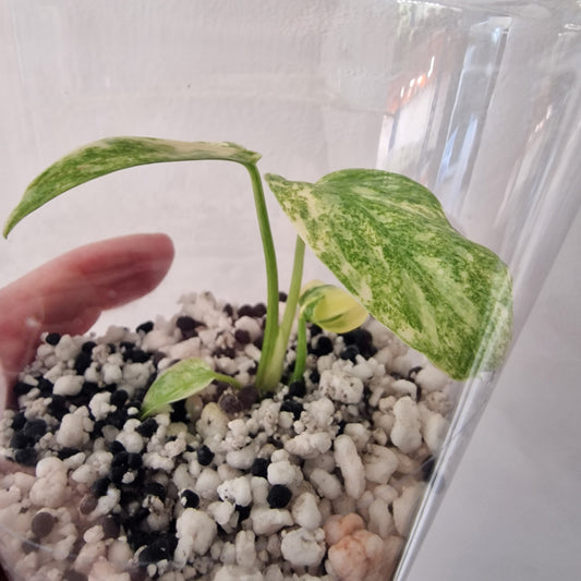 Monstera Green Snow – See Description!