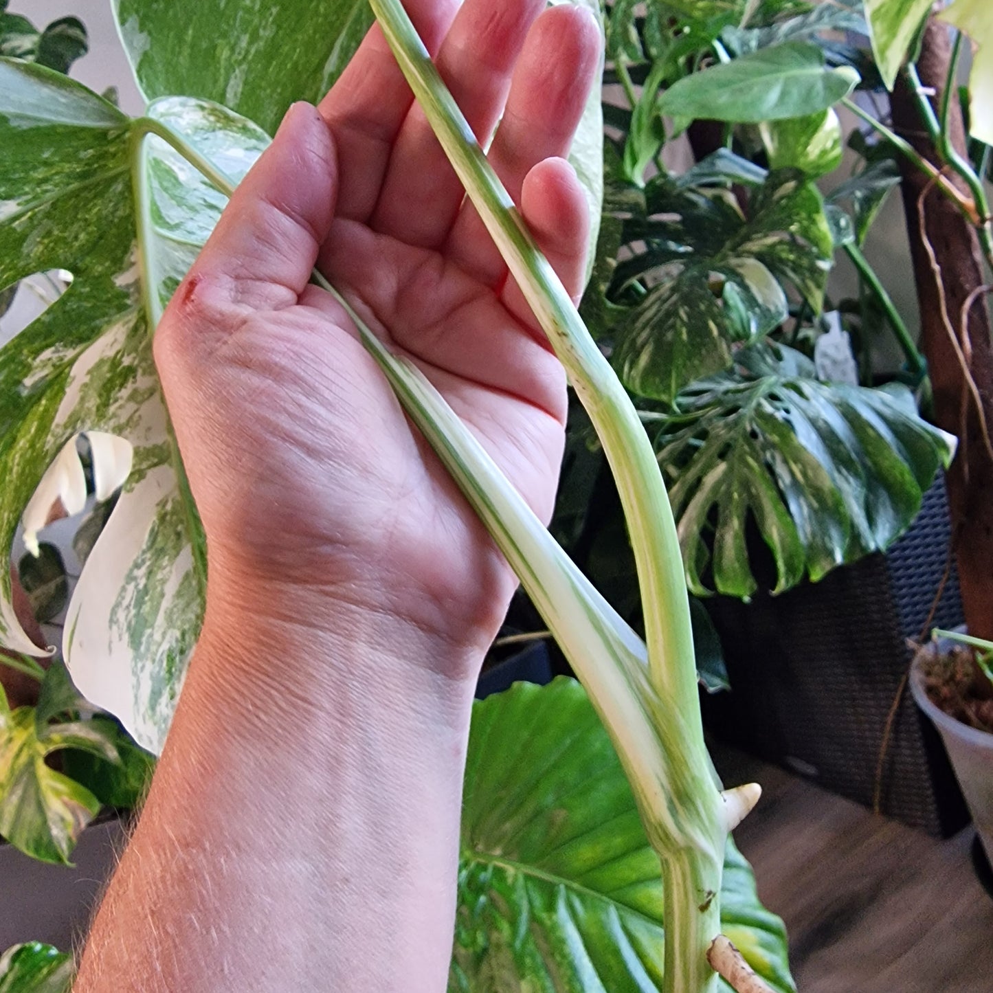 Monstera Albo Highly Variegated Top Cutting