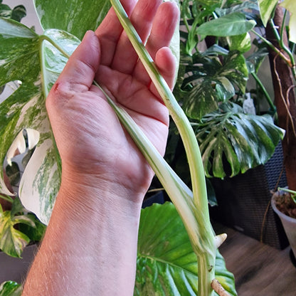 Monstera Albo Highly Variegated Top Cutting
