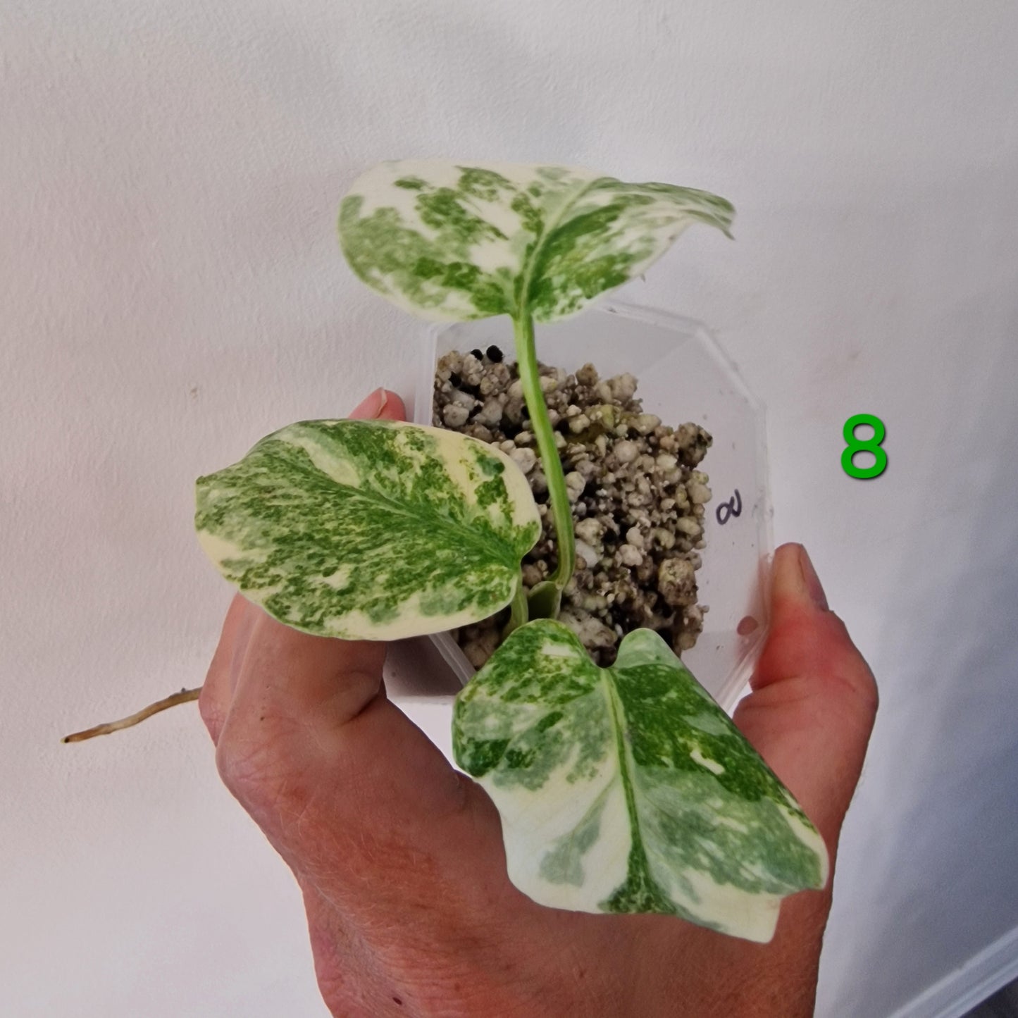 Monstera Legacy – Choose Your Plant
