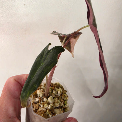Alocasia Pink Nobilis Variegated – Fully Acclimatised | Exact Plant #6