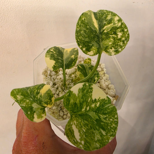 Monstera Crème Brûlée – Exact Plant No. 5 - See Description