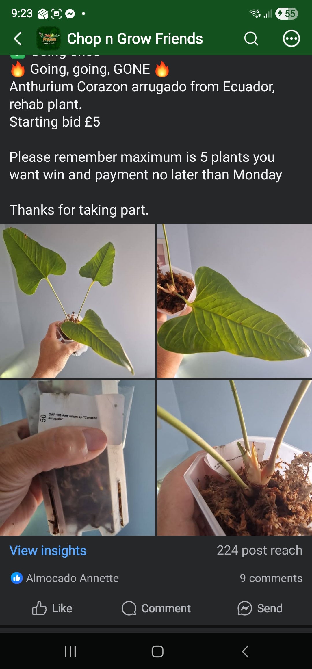 Chop n Grow Friends sale - Sue Anthurium Corazon