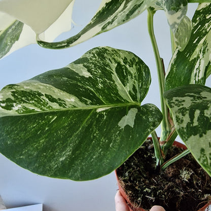 Monstera Deliciosa Albo Super White Rare Houseplant 15cm pot (2)