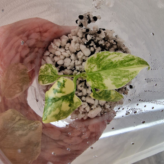 Monstera Green Snow (Thai Constellation Family) – Young TC Plant (#6)