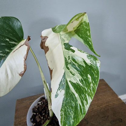 Ecuagenera Rehab Monstera Albo  (C16)