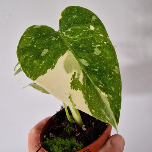 Monstera Thai Constellation Rare Houseplant 8cm pot (3)