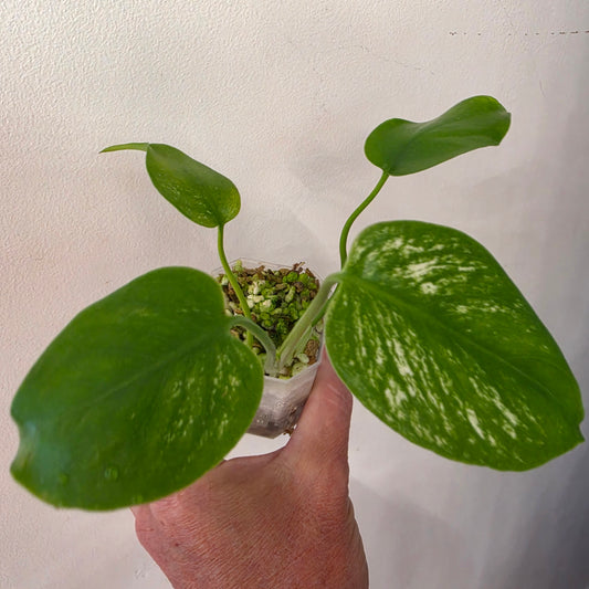 Monstera Devil – Exact Plant G5