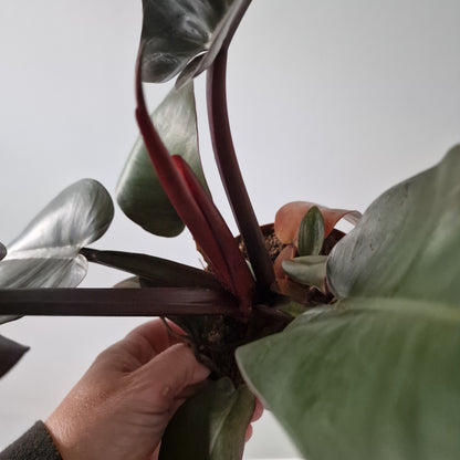 Philodendron Black Cardinal Rare Houseplant 12cm pot