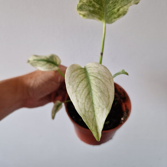 Monstera Deliciosa Mint Variegata Rare Houseplant 10.5cm pot (2)