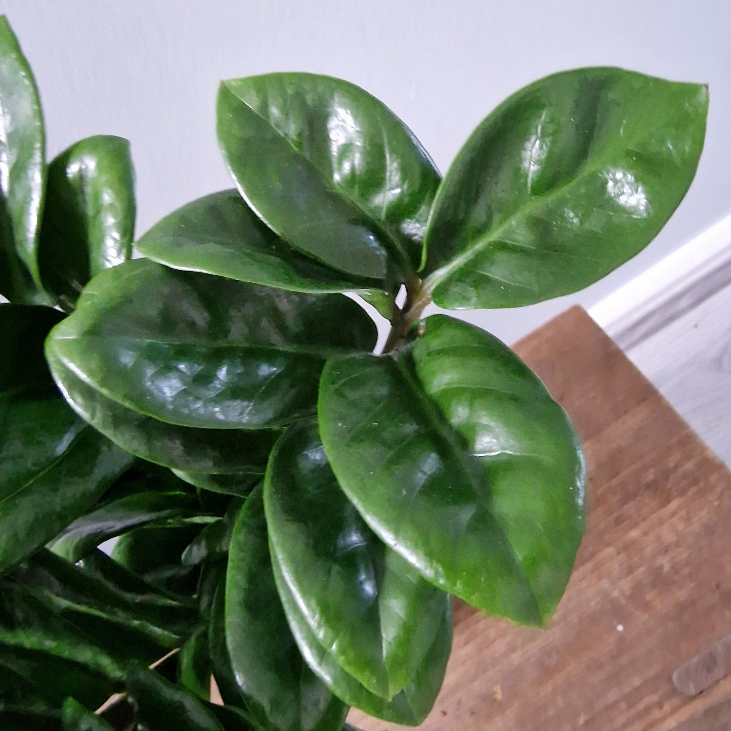 Zamioculcas Zamiifolia Zenzi Rare Houseplant 11cm pot