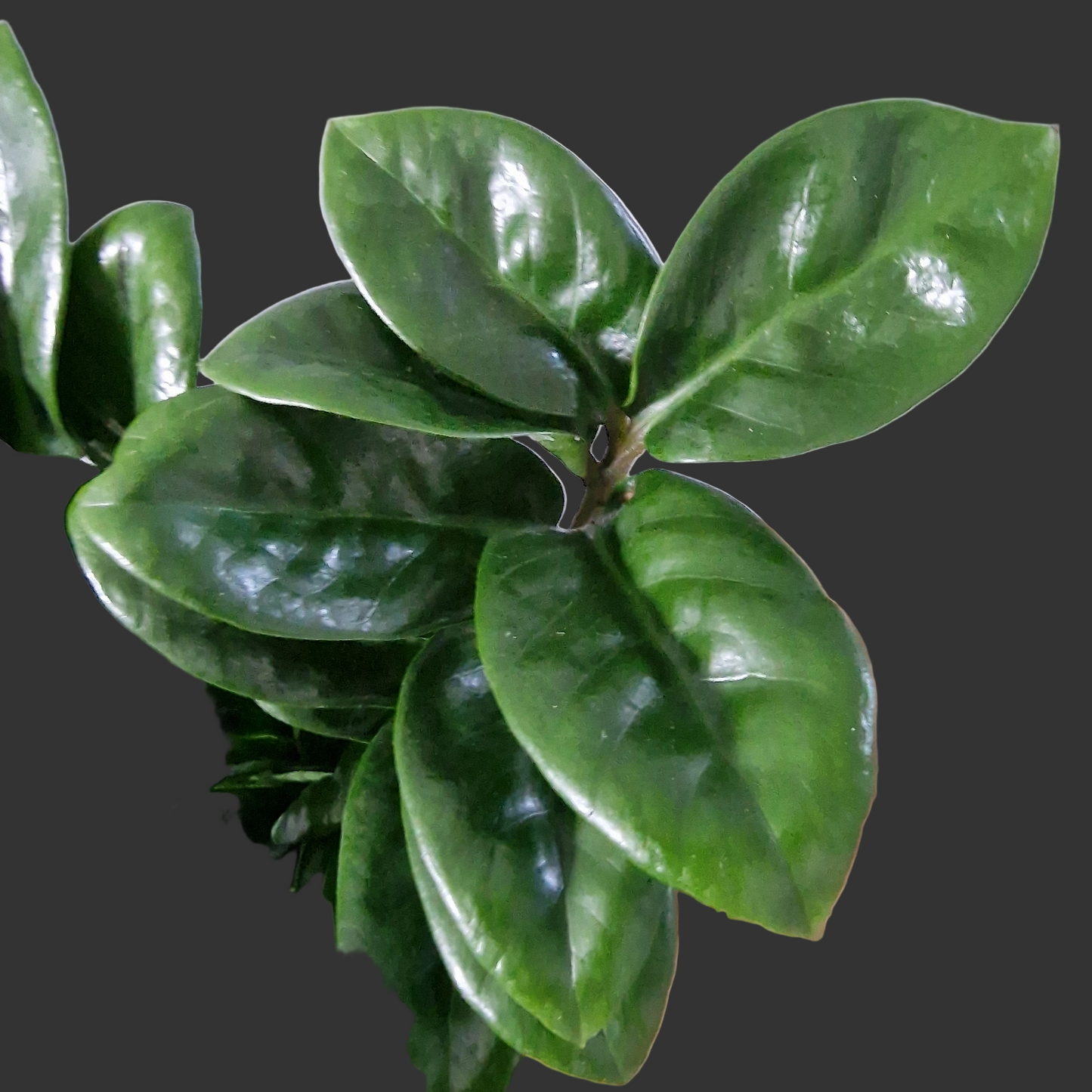 Zamioculcas Zamiifolia Zenzi Rare Houseplant 11cm pot