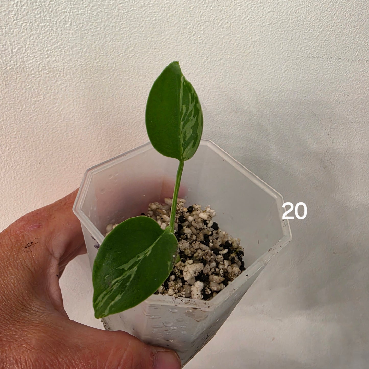 Monstera Bulbasaur 7cm pot – Choose Your Own
