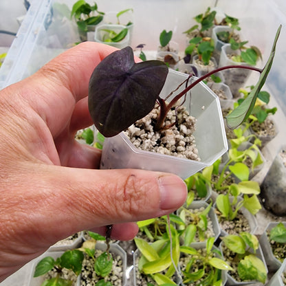 Colocasia Esculenta Black Magic 5cm pot