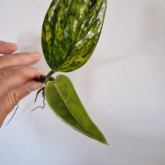 Monstera Variegated Peru rooting in Water