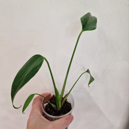 Monstera Burle Marx Flame Rare Houseplant 9cm pot