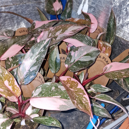 Philodendron Pink Marble Rare Houseplant 9cm pot