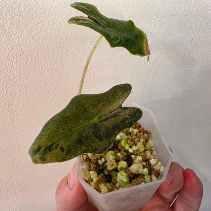 Alocasia Pink Nobilis Variegated – Fully Acclimatised | Exact Plant #2