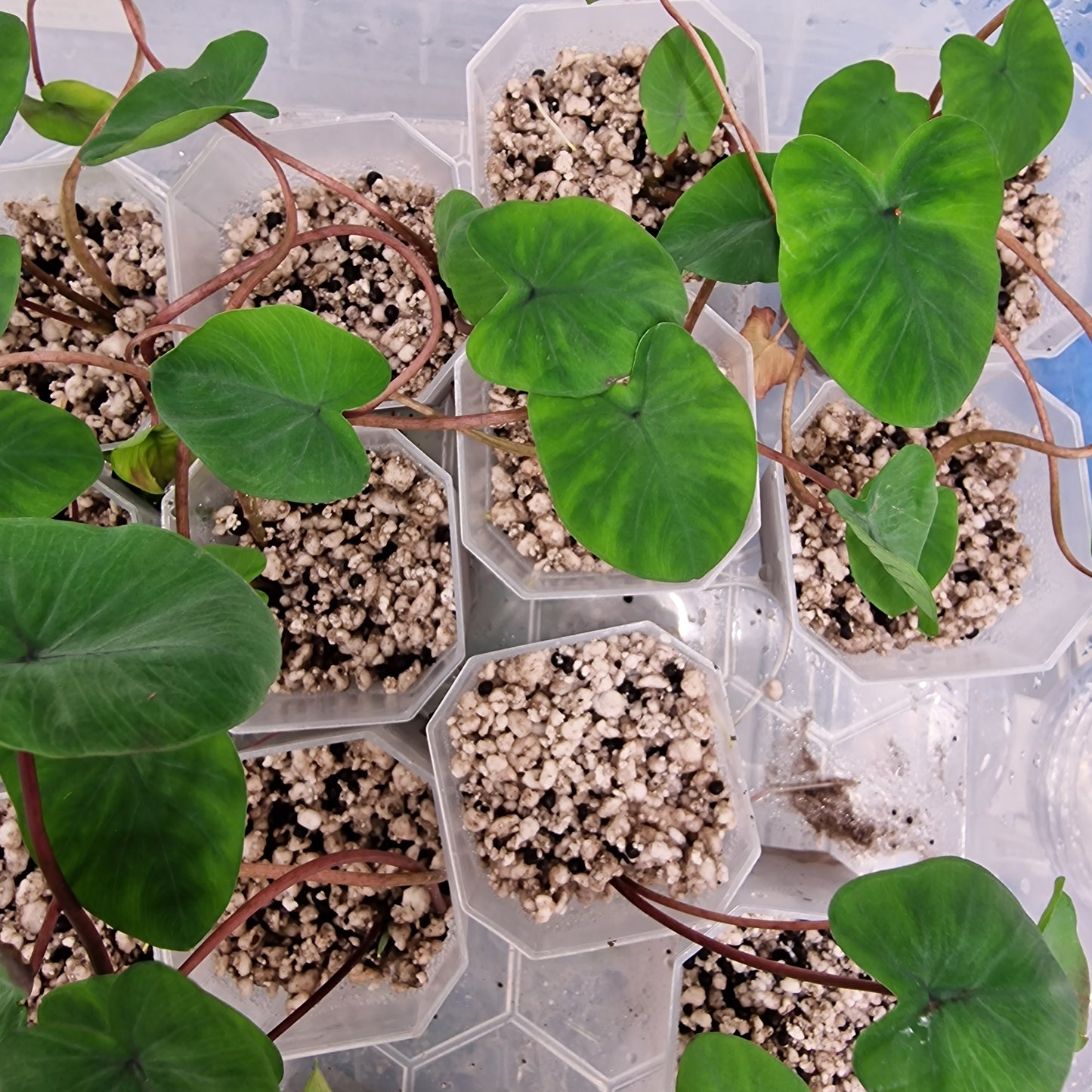 Pre-Order Colocasia Esculenta 'Black Magic' – Rare Elephant Ear Plant see description