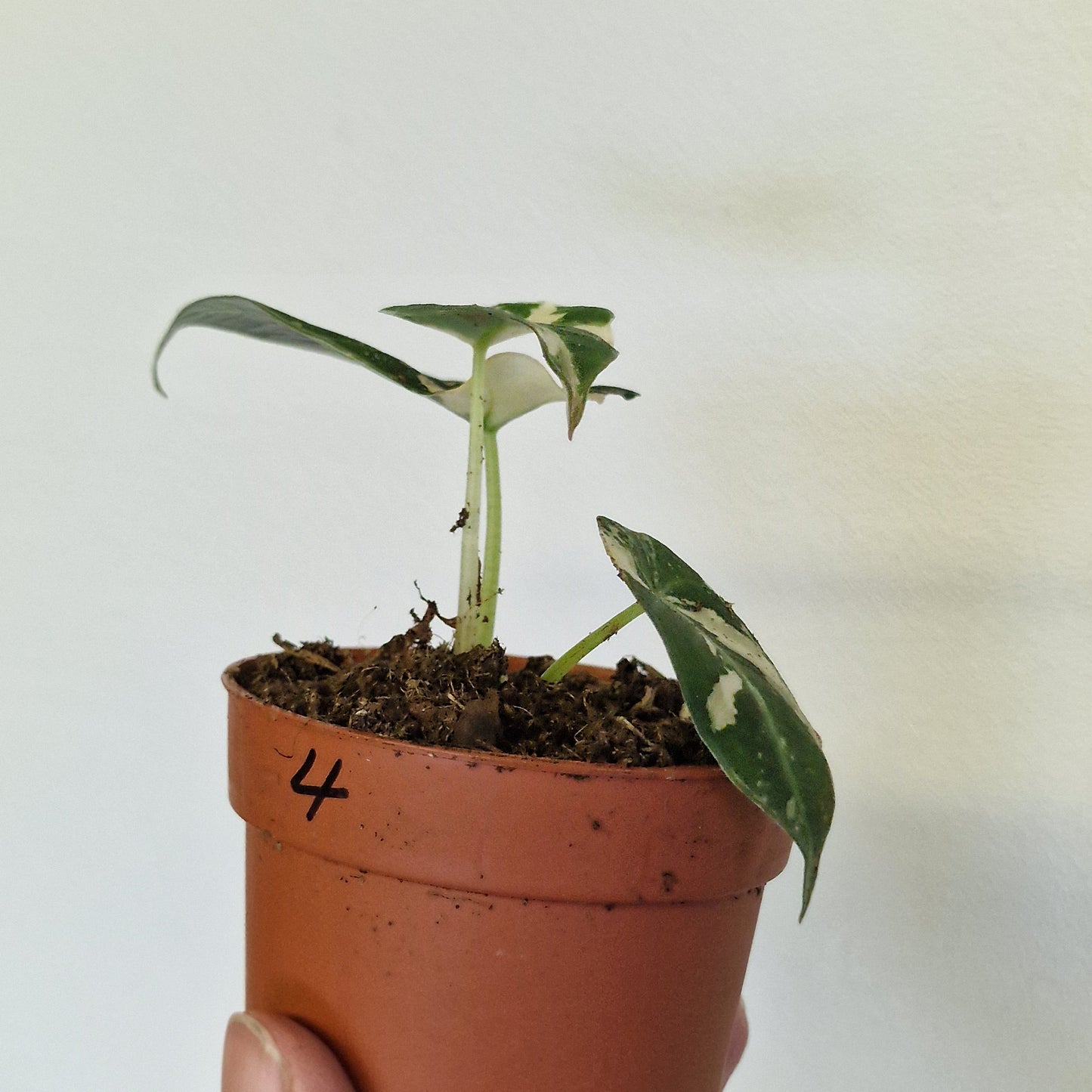 Alocasia Black Velvet Variegata – 7cm Pot (#4)