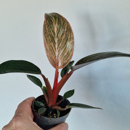 Philodendron ‘Pink Bikini’ – 6cm Pot