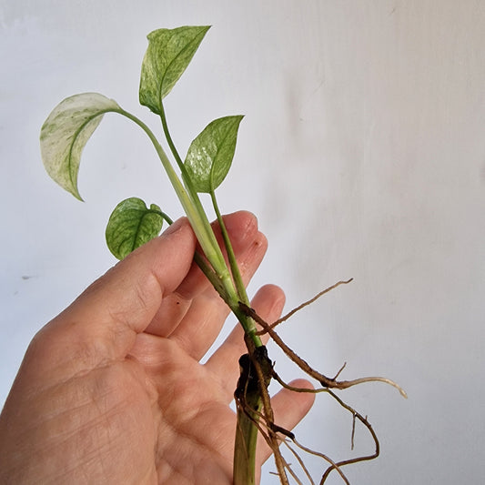 Monstera Laniata Top Cutting rooting in Water